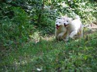 cuccioli bianchi